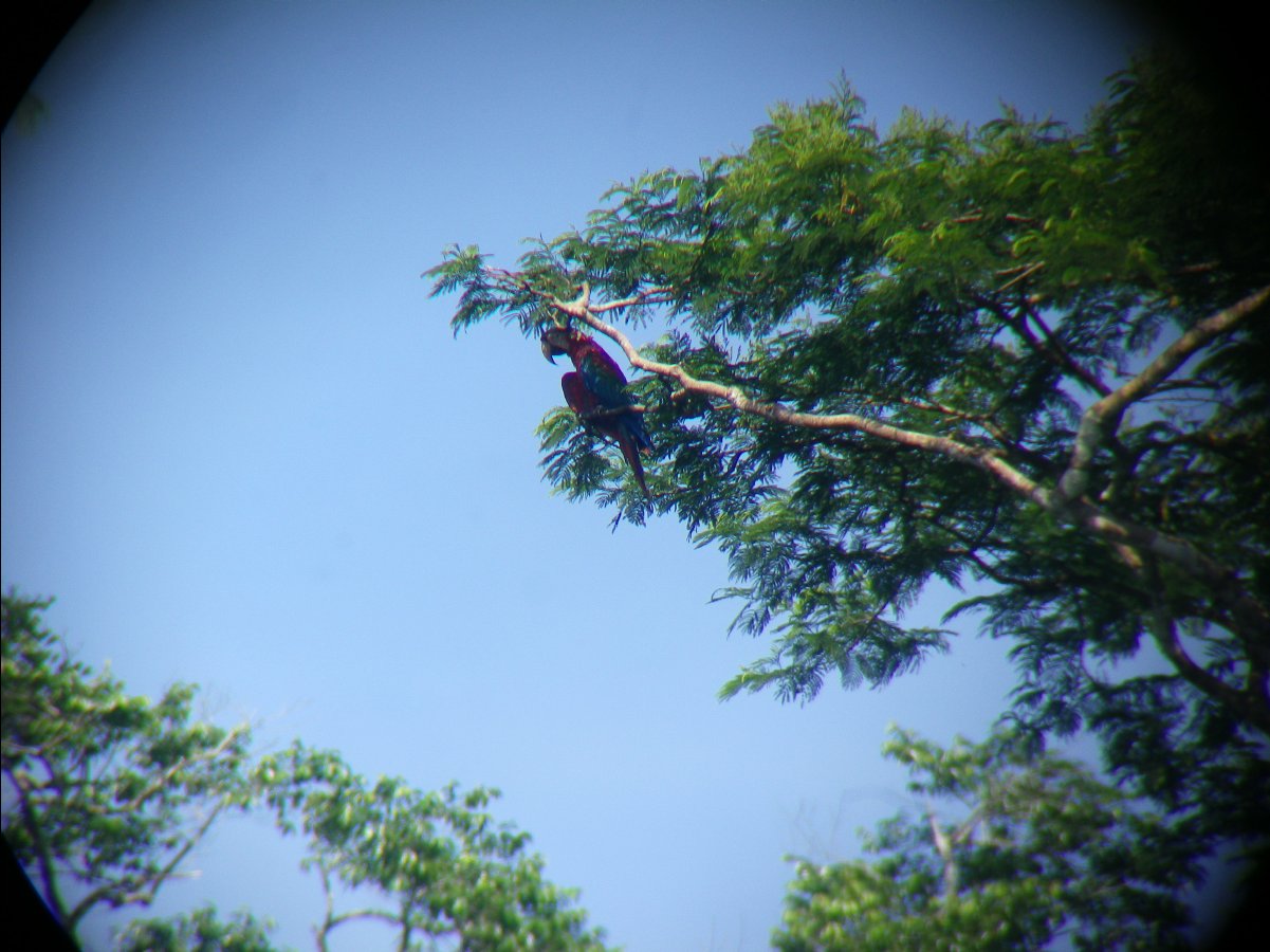 Macaw watching14